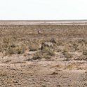 NAM OSHI Etosha 2016NOV26 022 : 2016, 2016 - African Adventures, Africa, Date, Etosha National Park, Month, Namibia, November, Oshikoto, Places, Southern, Trips, Year